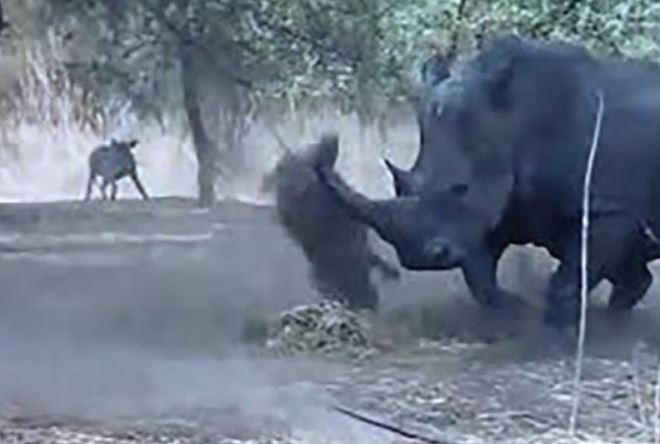 Tê giác húc lợn bướu.