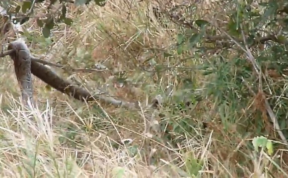 Ảnh cắt từ clip.