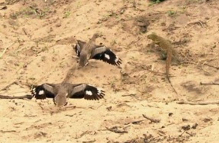 Ảnh cắt từ clip.