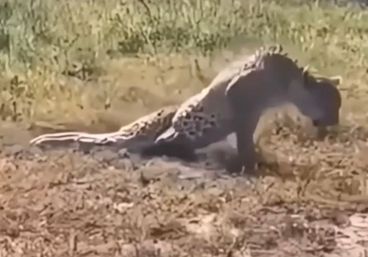 Ảnh cắt từ clip.