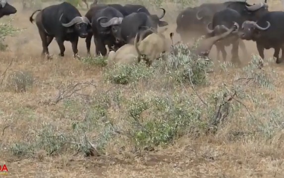 Ảnh cắt từ clip.