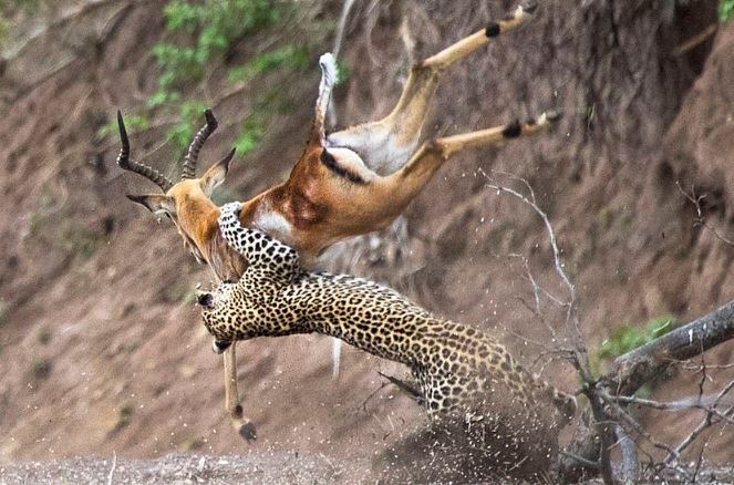 Báo săn linh dương.