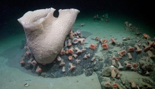 Một loài bọt biển kỳ lạ cùng nhiều sinh vật khác - đã biết hoặc chưa từng biết - được chụp lại tại khu vực tảng băng vừa tách ra - Ảnh: VIỆN ĐẠI DƯƠNG SCHMIDT