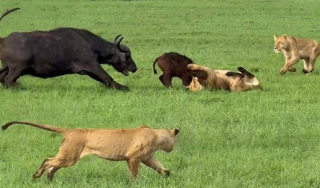 Bầy trâu rừng giải cứu mẹ con trâu rừng.