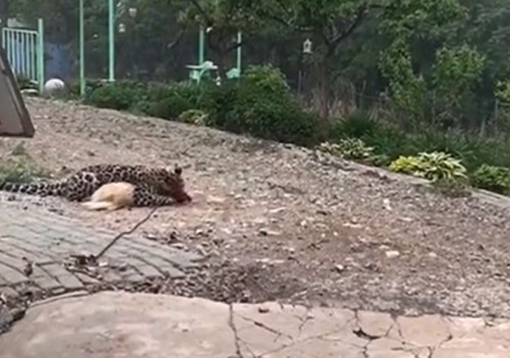 Ảnh cắt từ clip.