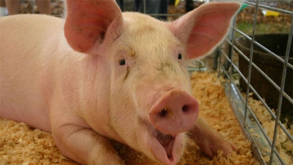 Giá heo hơi ngày 3/5/2025: Giảm nhẹ tại một số tỉnh phía Nam