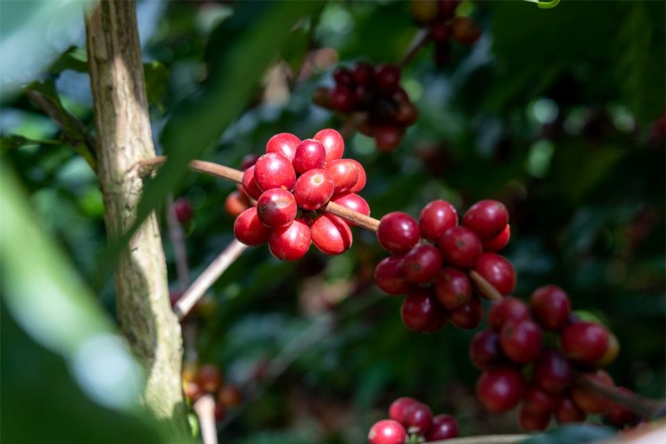 Giá nông sản ngày 3/5/2025: Cà phê lao dốc, hồ tiêu ổn định