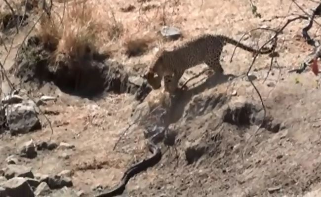 Báo hoa mai săn trăn.