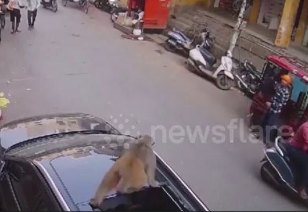 Ảnh cắt từ clip.