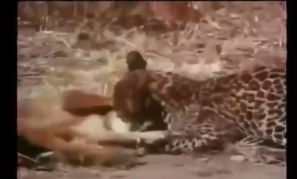 Ảnh cắt từ clip.