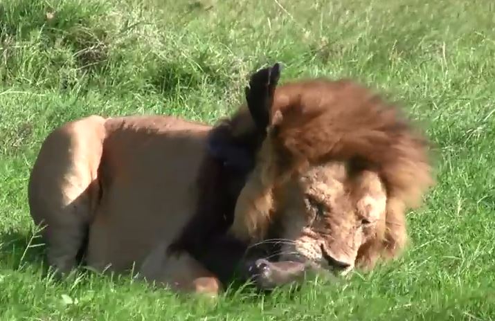 Sư tử đực đoạt mạng trâu rừng con.