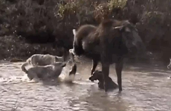 Ảnh cắt từ clip.