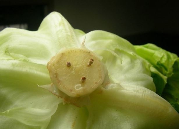 Mẹo bảo quản rau xà lách tươi cả tuần chỉ với... vài que tăm