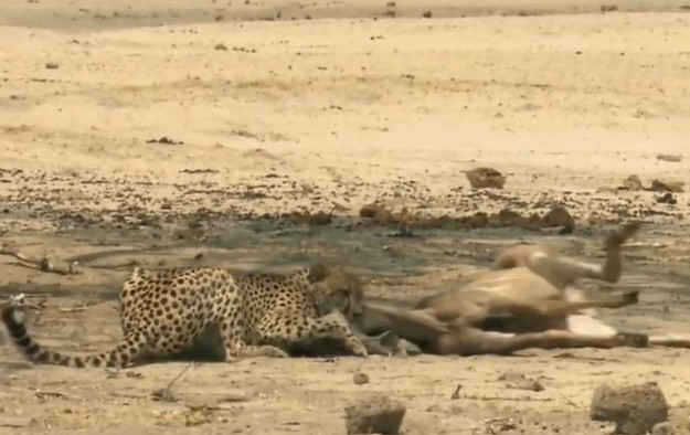 Ảnh cắt từ clip.