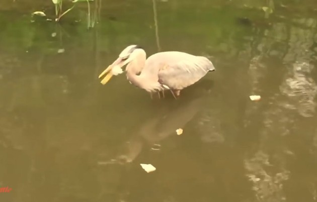 Ảnh cắt từ clip.