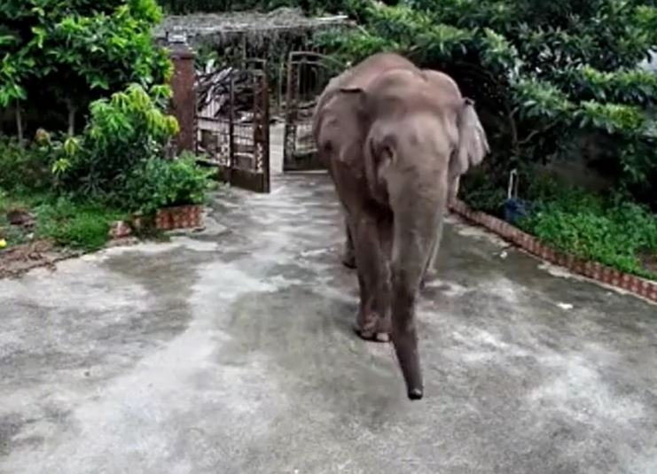 Ảnh cắt từ clip.