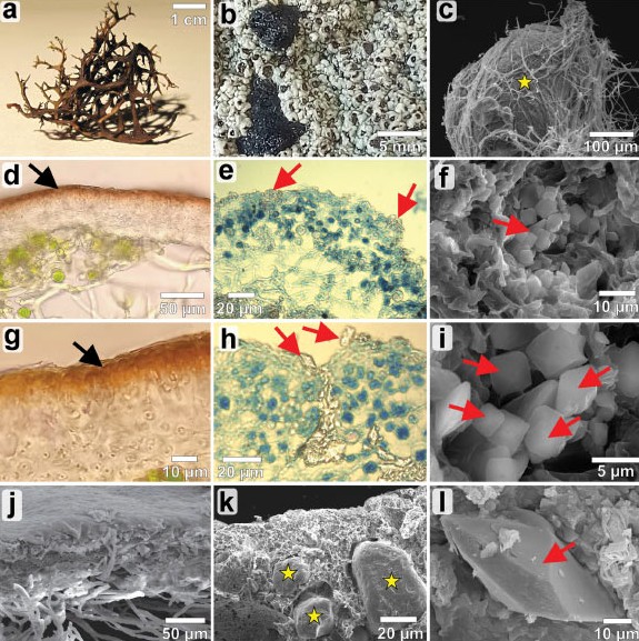 Hình ảnh cận cho thấy cấu trúc của một số loại địa y trên Trái Đất - Ảnh: VIỆN HÀN LÂM KHOA HỌC BA LAN