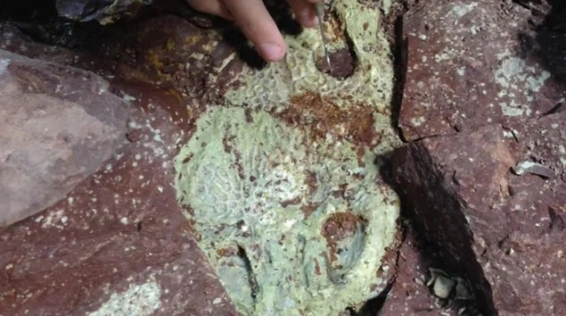 Hóa thạch hộp sọ của Buettnererpeton bakeri được tìm thấy ở Wyoming - Ảnh: Dave Lovelace,