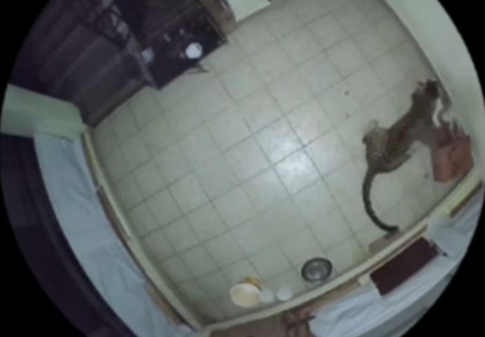 Ảnh cắt từ clip.