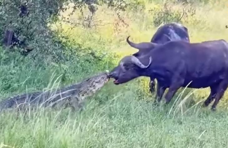 Ảnh cắt từ clip.