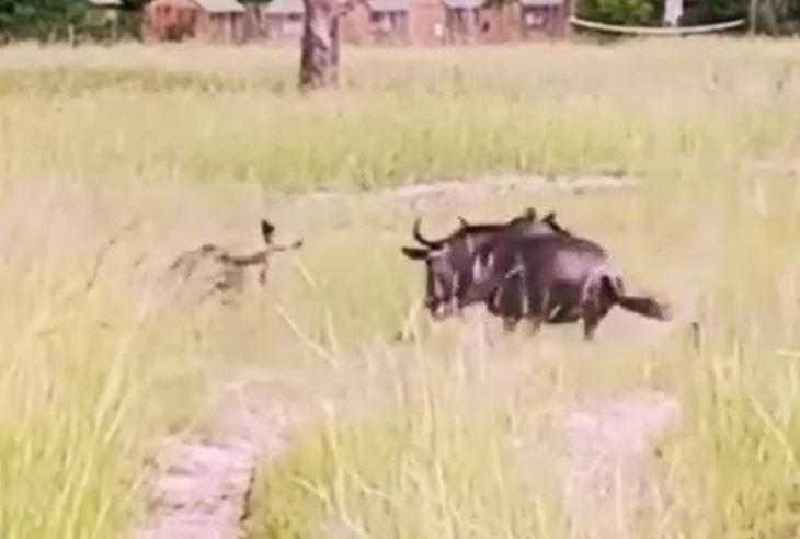 Ảnh cắt từ clip.