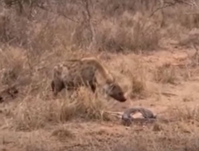 Ảnh cắt từ clip.