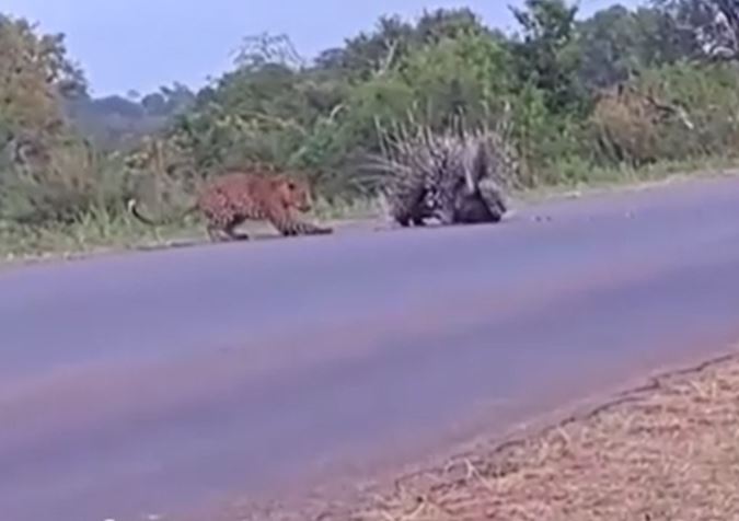 Ảnh cắt từ clip.