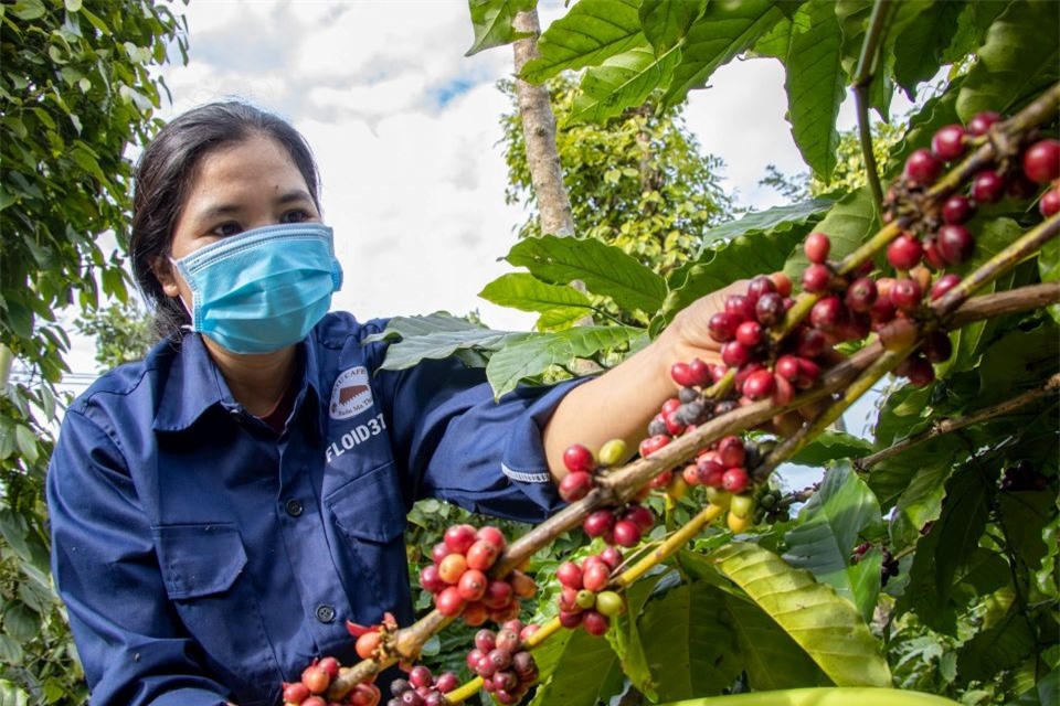 Giá nông sản ngày 4/5/2025: Cà phê bất ngờ tăng cao, hồ tiêu ổn định
