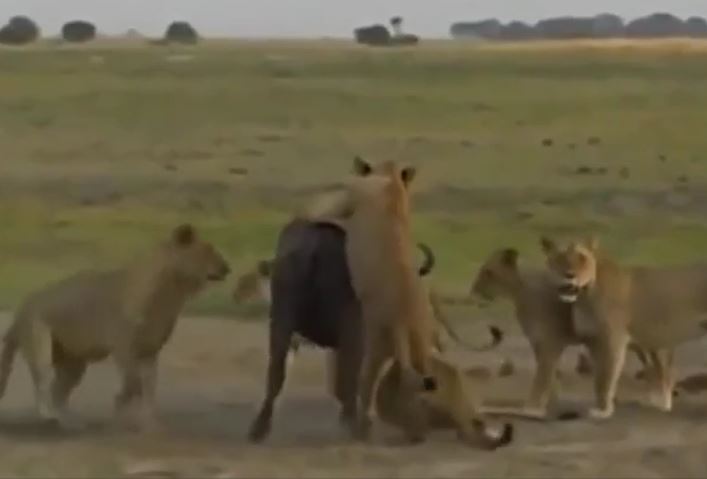 Ảnh cắt từ clip.