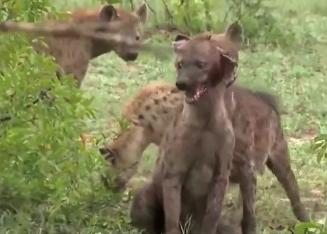 Ảnh cắt từ clip.