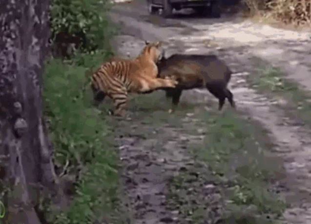 Ảnh cắt từ clip.