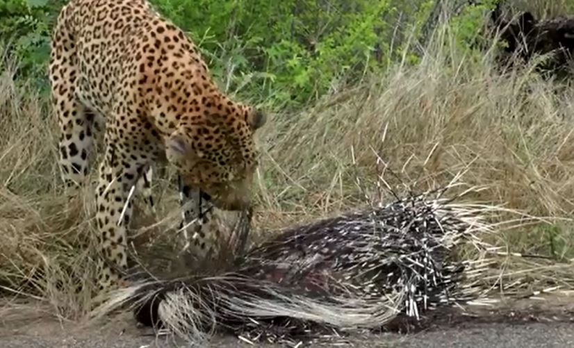 Báo hoa mai ăn thịt nhím.