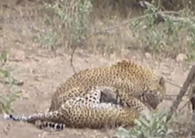 Ảnh cắt từ clip.