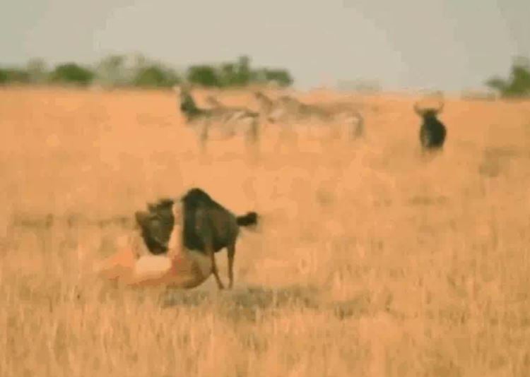 Ảnh cắt từ clip.