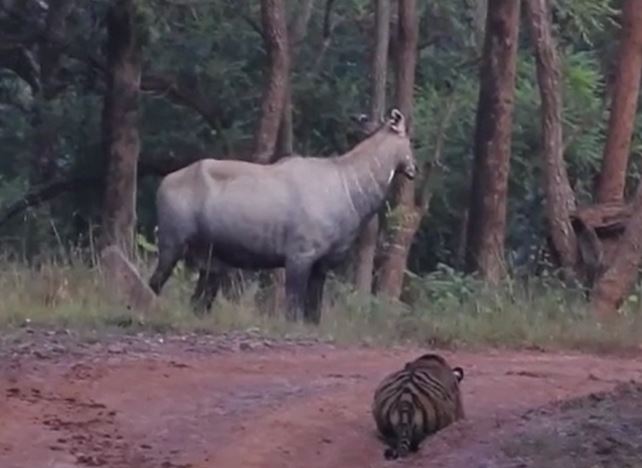 Ảnh cắt từ clip.