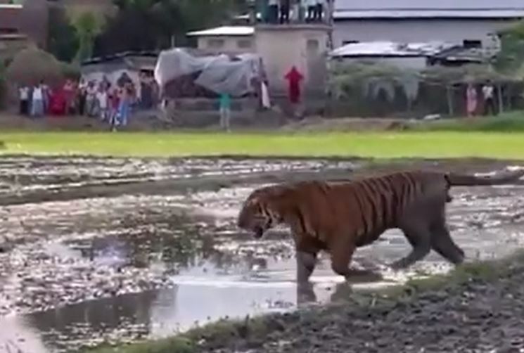 Ảnh cắt từ clip.