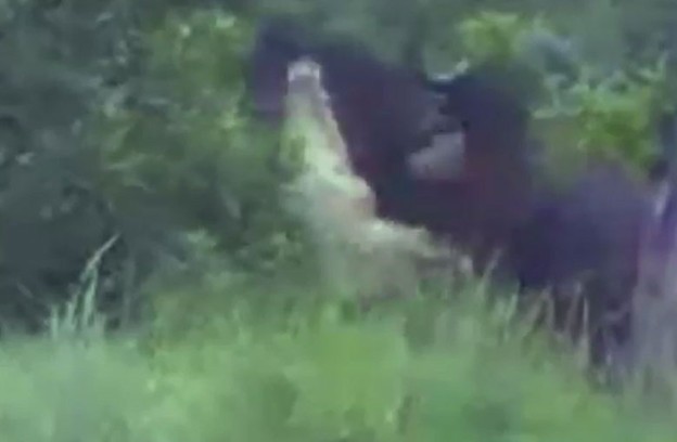 Ảnh cắt từ clip.