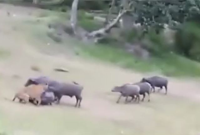 Ảnh cắt từ clip.