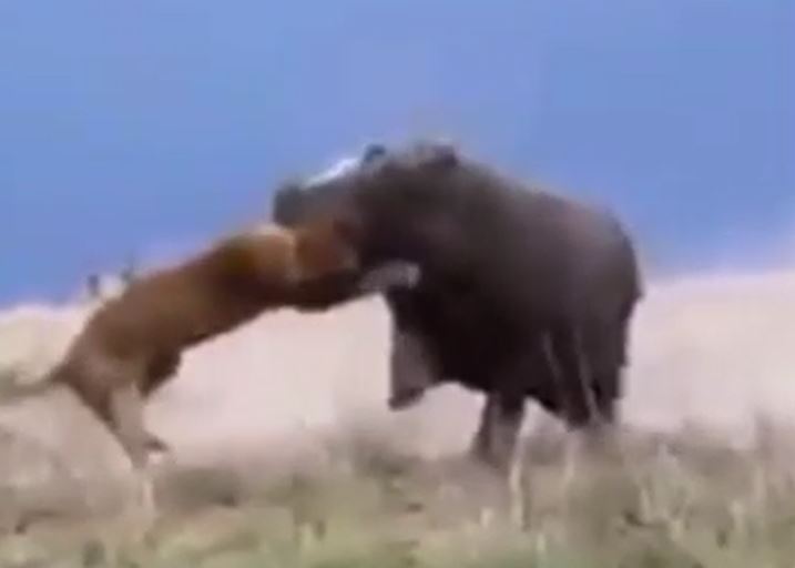 Ảnh cắt từ clip.