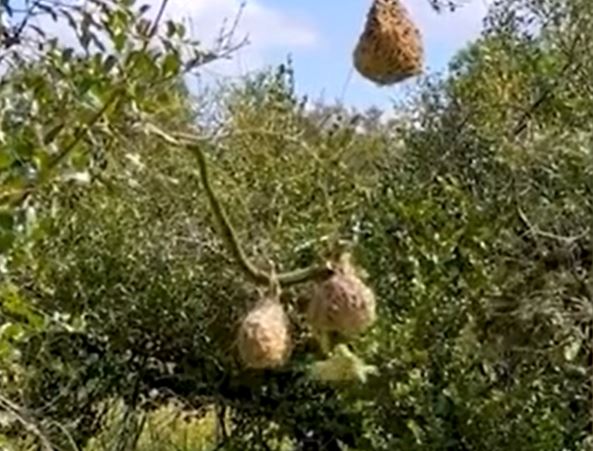 Ảnh cắt từ clip.