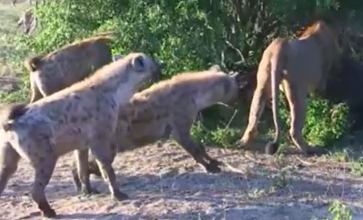 Ảnh cắt từ clip.