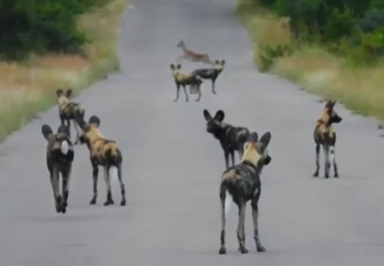 Ảnh cắt từ clip.