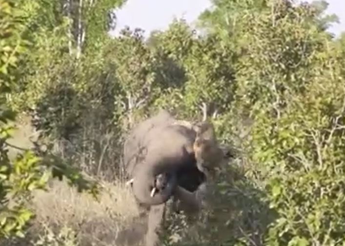 Ảnh cắt từ clip.