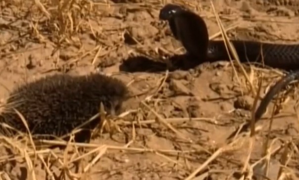 Ảnh cắt từ clip.