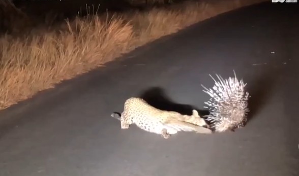 Ảnh cắt từ clip.