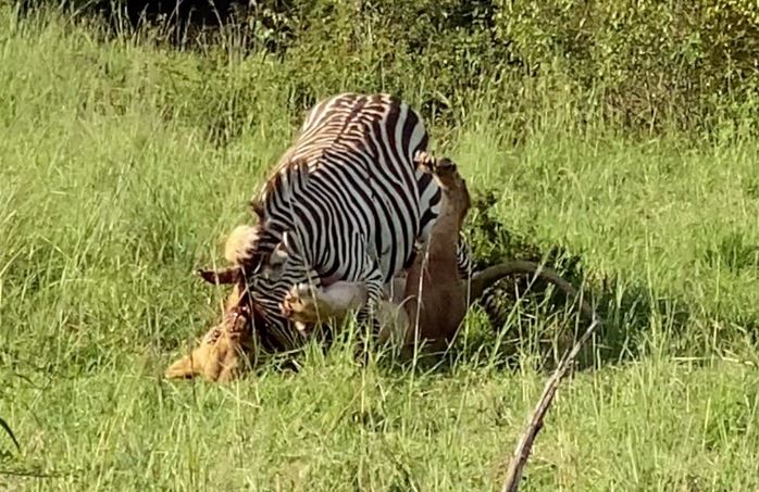 Bầy sư tử săn ngựa vằn.