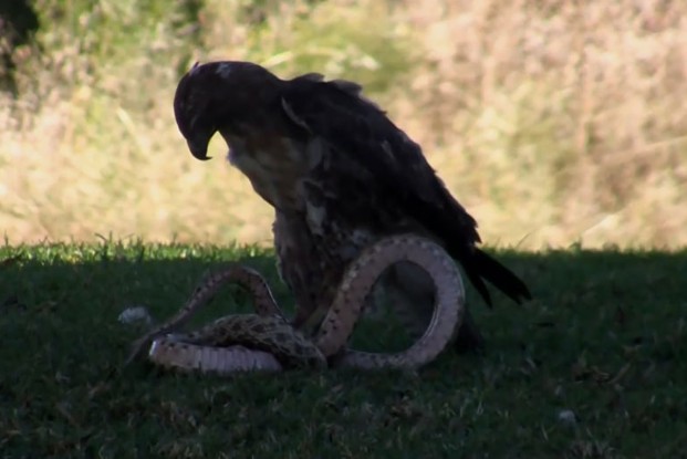 Ảnh cắt từ clip.