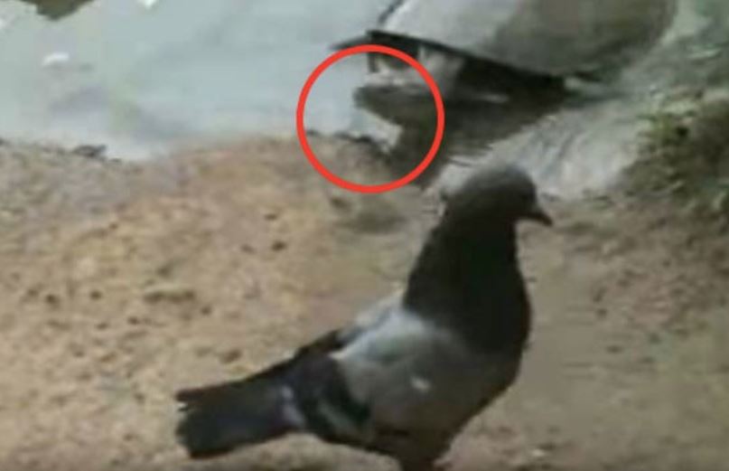 Rùa săn chim bồ câu.