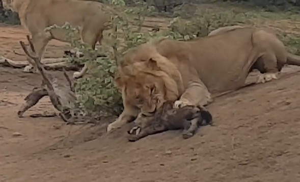 Ảnh cắt từ clip.