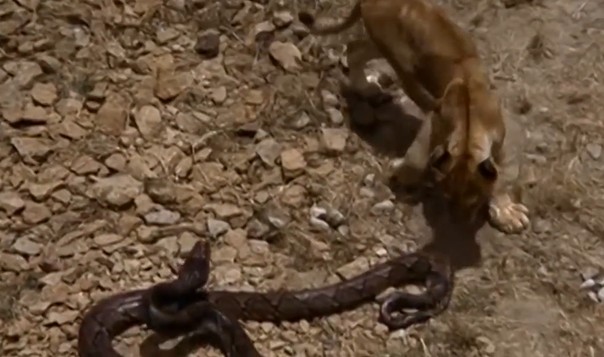 Ảnh cắt từ clip.